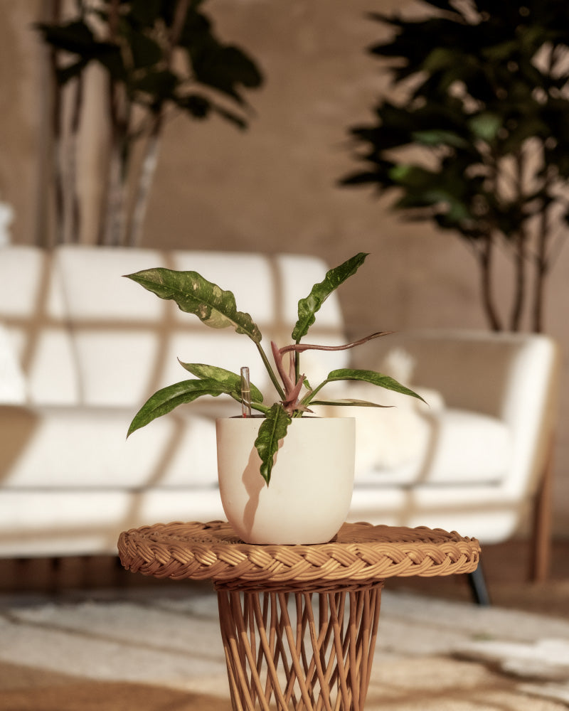 Ein kleiner Hydro-Philodendron Ring of Fire mit länglichen grünen Blättern steht auf einem Beistelltisch aus geflochtenem Rattan. Im Hintergrund steht ein weißes Sofa mit Kissen und großen Zimmerpflanzen in einem hellen und gemütlichen Wohnzimmer mit einfallendem Sonnenlicht.