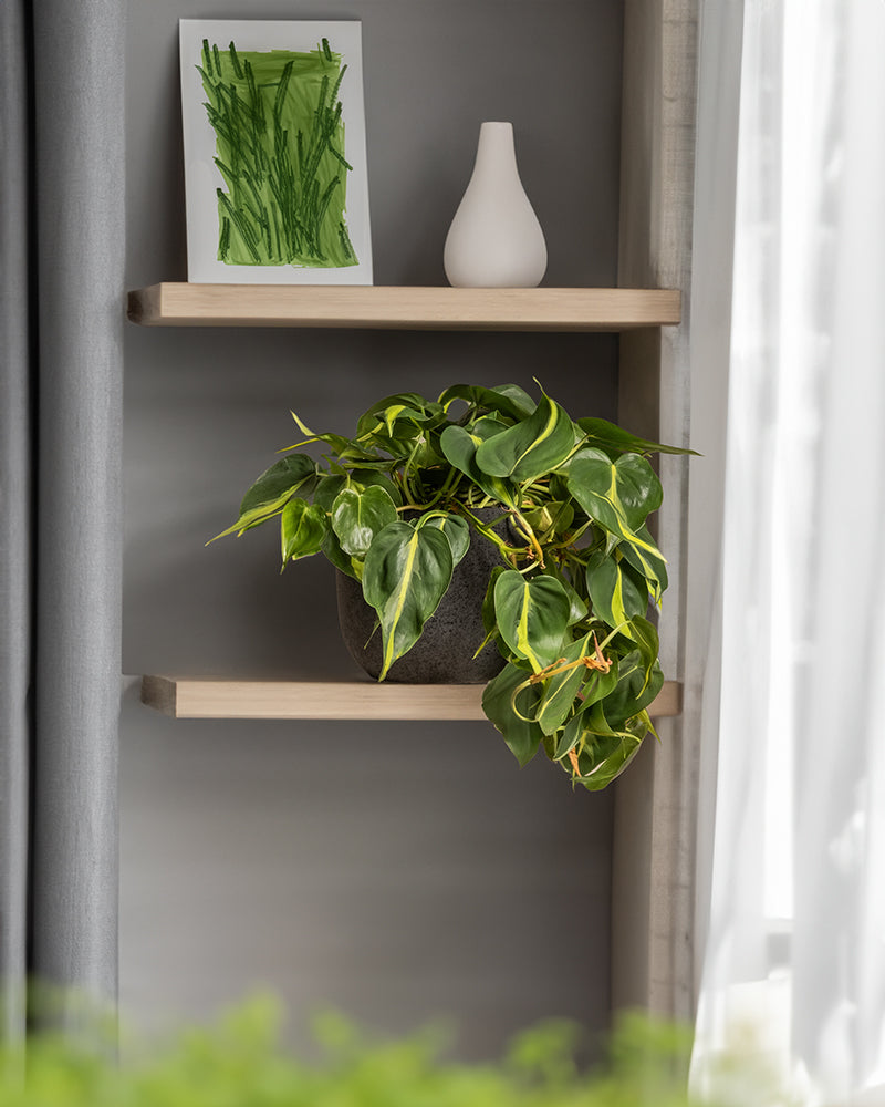 Philodendron scandens Brasil in einem schwarzen Keramiktopf von feey im Regal im Wohnzimmer