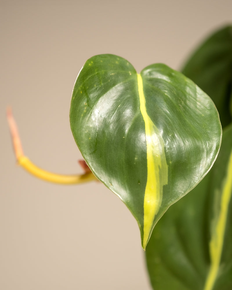 Detailaufnahme vom Blatt eines Philodendron scandens Brasil