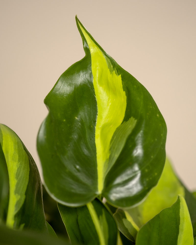 Detailaufnahme vom Blatt eines Philodendron scandens Brasil