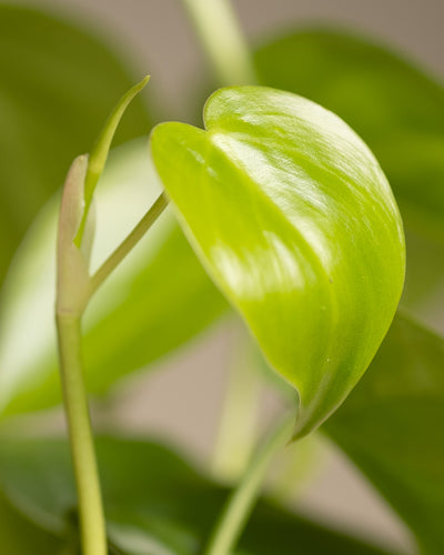 Detailaufnahme von einer Philodendron Scandens