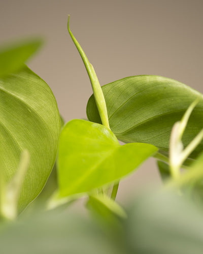 Detailaufnahme von einer Philodendron Scandens
