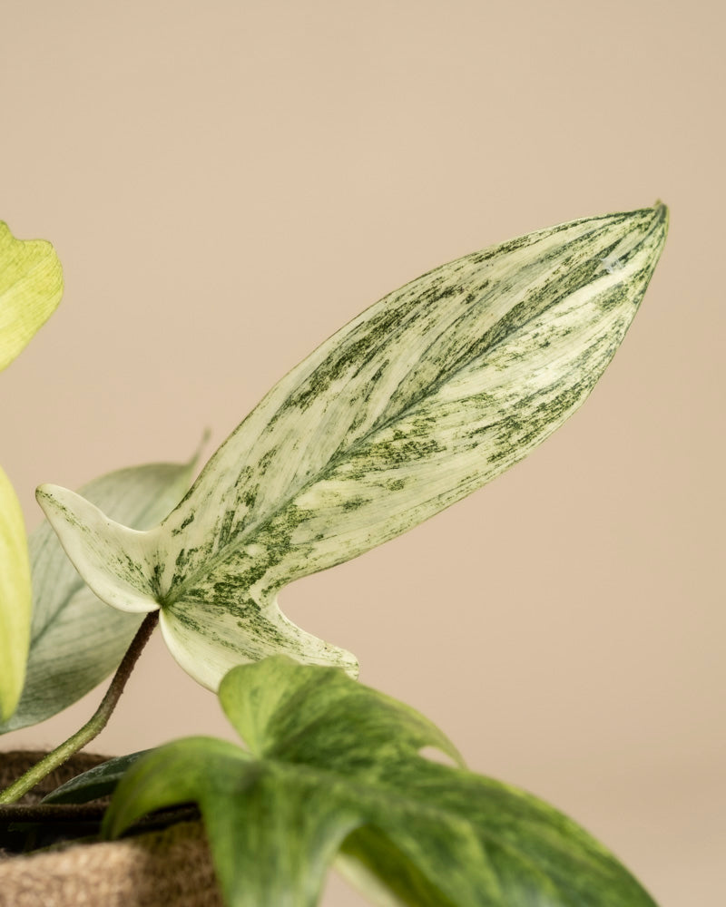 Philodendron 'Florida Ghost'