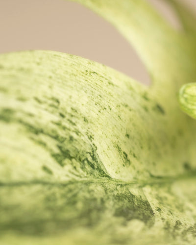 Philodendron 'Florida Ghost'