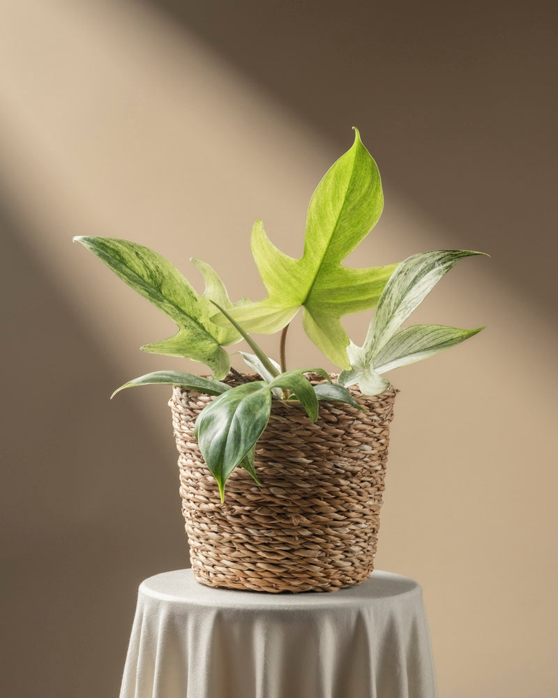 Philodendron 'Florida Ghost'