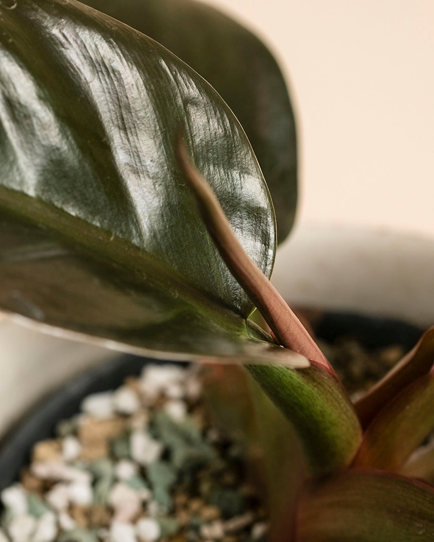 Nahaufnahme eines Philodendron 'Imperial Red' - fey mit glänzend dunkelgrünen Blättern in einem mit gemischter Erde und weißen Steinen gefüllten Topf. Der sanft verschwommene Hintergrund hebt diese elegante Zimmerpflanze hervor.