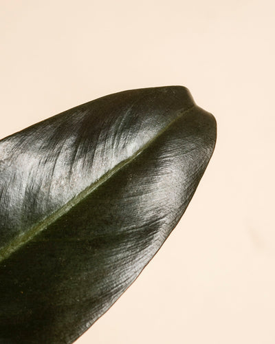 Nahaufnahme eines dunkelgrünen Blattes des Philodendron 'Imperial Red' - feey, wobei die zentrale Blattrippe vor einem einfarbig beigen Hintergrund hervorgehoben wird.