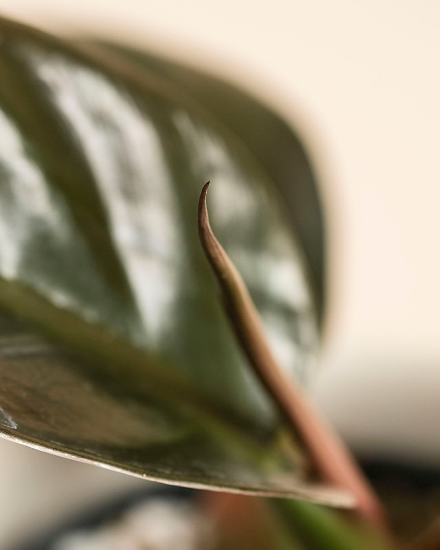 Eine Nahaufnahme eines Philodendron 'Imperial Red' - feey zeigt ein spitzes, rotbraunes neues Blatt, das sich aus glänzend grünem Laub heraushebt und den auffälligen Farb- und Texturkontrast der Pflanze hervorhebt.