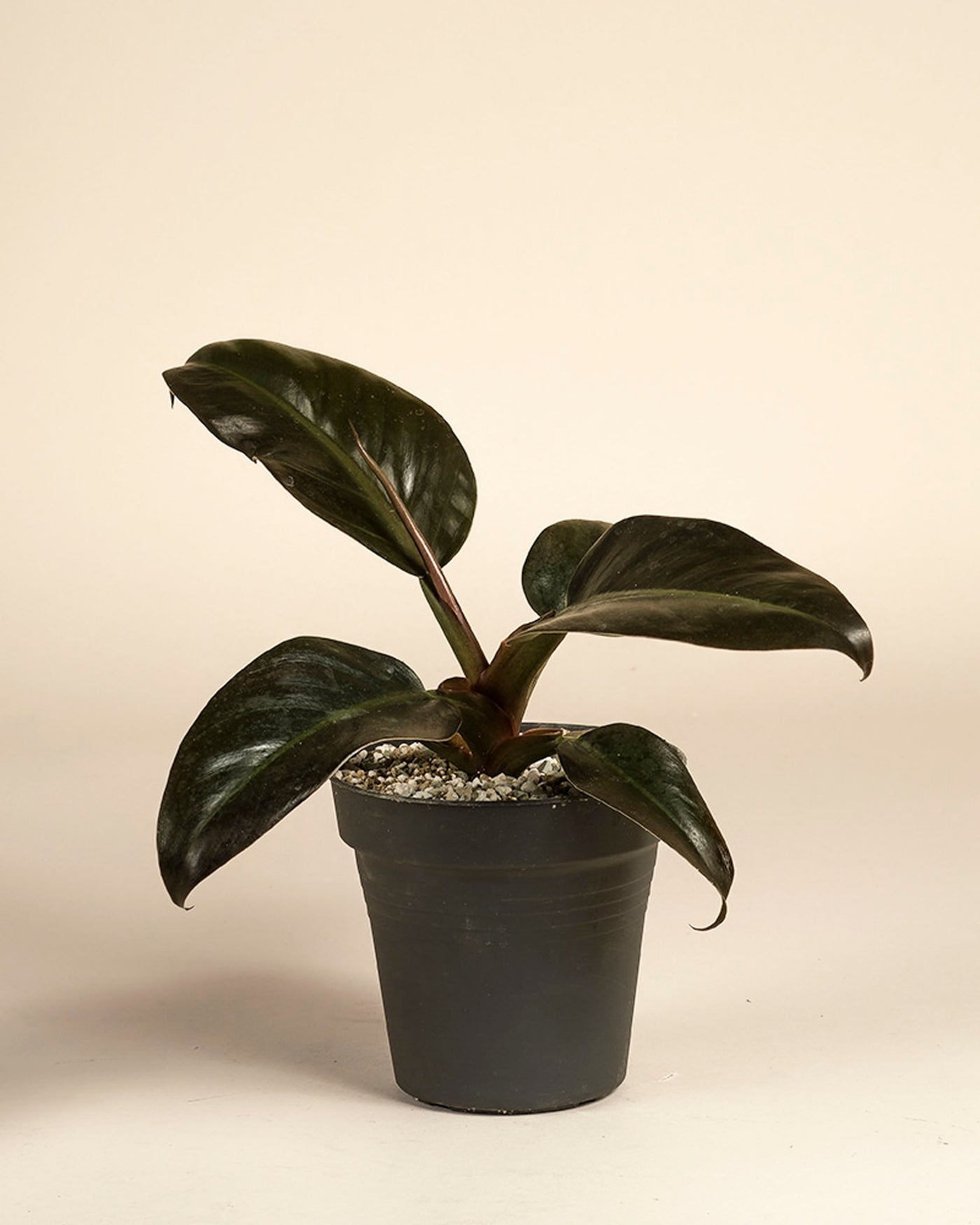 Der Philodendron 'Imperial Red' - feey präsentiert sich mit auffallend dunkelgrünen Blättern in einem schwarzen Kunststofftopf vor einem schlichten beigen Hintergrund.