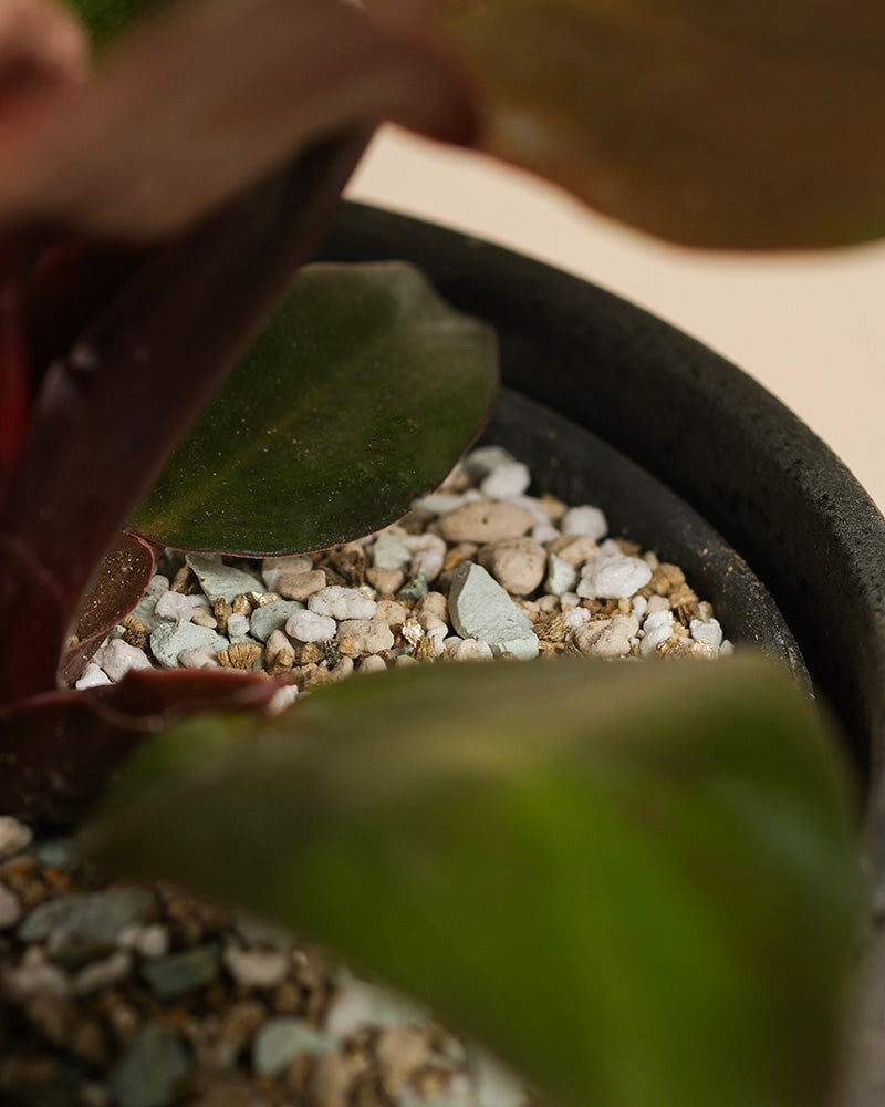 Nahaufnahme eines Philodendron 'Red Sun' - feey mit leuchtend grünen Blättern in Erde, die mit kleinen weißen und hellgrauen Kieselsteinen bedeckt ist, ausgestellt in einem dunklen Topf.