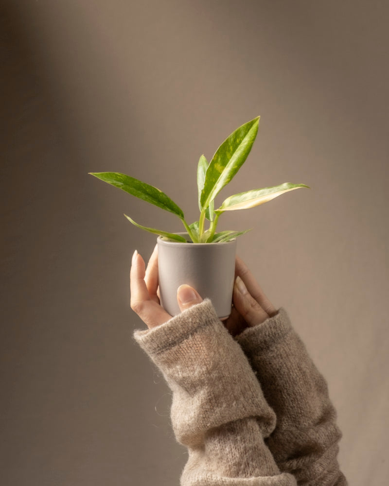 Hände in einem kuscheligen Pullover halten eine seltene Philodendron-Babypflanze „Ring of Fire“ mit glänzend grünen Blättern in einem weißen Topf vor einem neutralen Hintergrund.