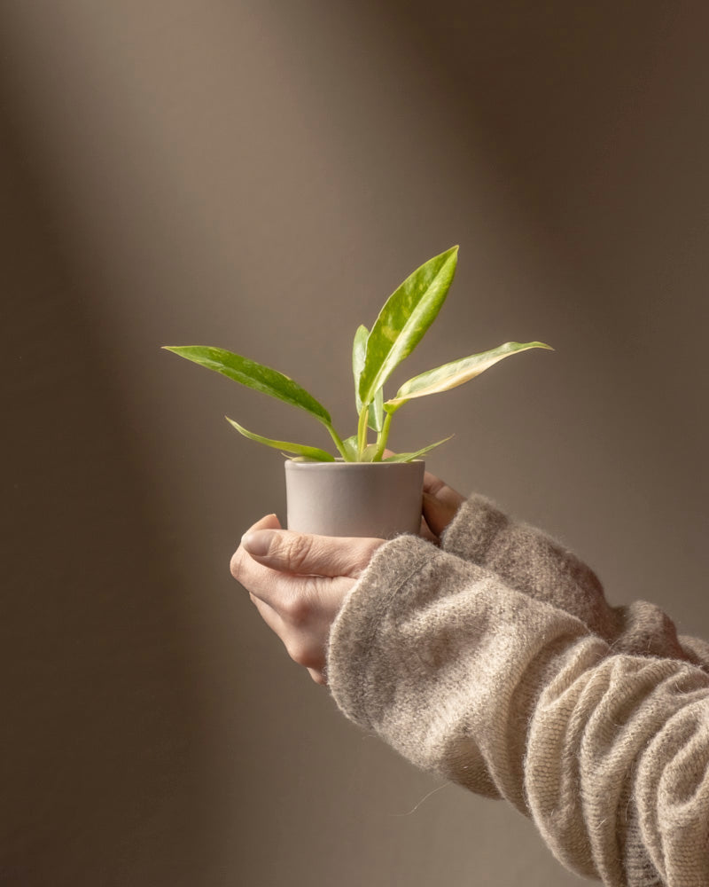 Eine Person im beigen Pullover hält eine Philodendron-Babypflanze „Ring of Fire“, deren grüne Blätter sanft vor einem neutralen Hintergrund leuchten – eine wahre Herzensangelegenheit von Pflanzenprofis.