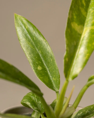 Nahaufnahme einer Philodendron 'Ring of Fire' Babypflanze mit langen grünen Blättern und hell gesprenkelten Mustern. Eine echte Rarität für Pflanzenprofis, vor einem sanft verschwommenen hellbraunen Hintergrund, der die natürliche Textur und Details der Pflanze hervorhebt.