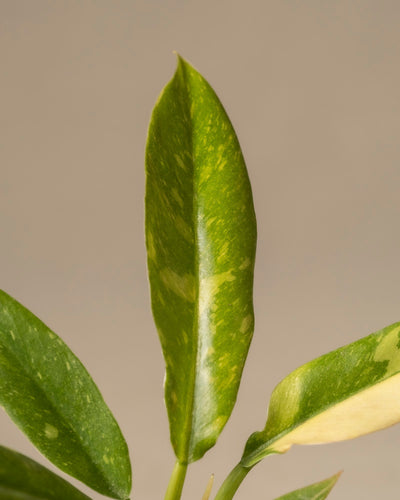 Nahaufnahme einer Philodendron 'Ring of Fire' Babypflanze mit langen, spitzen Blättern, die mit hellgrünen Sprenkeln verziert sind. Vor einem beigen Hintergrund stechen ihre leuchtenden Farben hervor – ein wahrer Schatz für Pflanzenprofis.