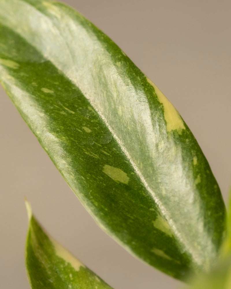 Eine Nahaufnahme eines Blattes der Philodendron-Babypflanze „Ring of Fire“ zeigt ihr einzigartiges buntes Muster mit helleren und dunkleren Grüntönen. Das glatte, längliche Blatt hebt sich von einem neutralen Hintergrund ab und macht diesen seltenen Fund zu einem Muss für Pflanzenprofis und Sammler.