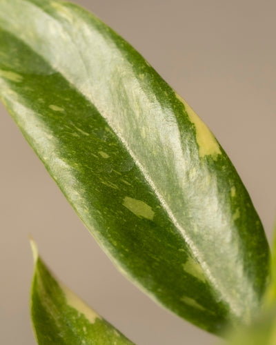 Eine Nahaufnahme eines Blattes der Philodendron-Babypflanze „Ring of Fire“ zeigt ihr einzigartiges buntes Muster mit helleren und dunkleren Grüntönen. Das glatte, längliche Blatt hebt sich von einem neutralen Hintergrund ab und macht diesen seltenen Fund zu einem Muss für Pflanzenprofis und Sammler.