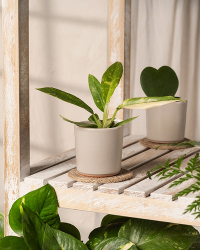 Zu den Topfpflanzen auf einem weißen Holzregal gehören eine seltene Philodendron-Babypflanze „Ring of Fire“ mit bunten grünen und gelben Blättern in einem beigen Topf und eine weitere Pflanze mit herzförmigen Blättern. Sonnenlicht wirft weiche Schatten und hebt die leuchtenden Farben hervor – ideal für Pflanzenprofis.