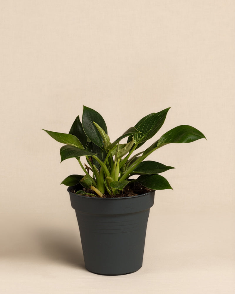 Ein eingetopfter Philodendron Birkin 'White Measure' mit breiten, dunkelgrünen, gestreiften Blättern mit auffälligen weißen Adern, vor einem schlichten beigen Hintergrund. 