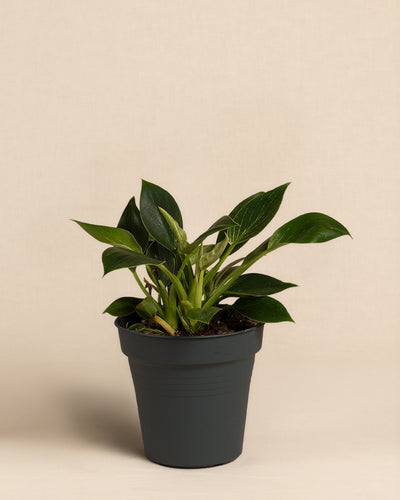 Ein eingetopfter Philodendron Birkin 'White Measure' mit breiten, dunkelgrünen, gestreiften Blättern mit auffälligen weißen Adern, vor einem schlichten beigen Hintergrund. 