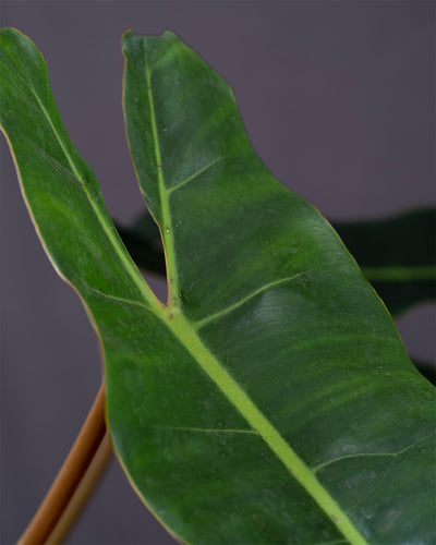 Detailaufnahme eines dunkelgrünen Blatts des Philodendron billietiae