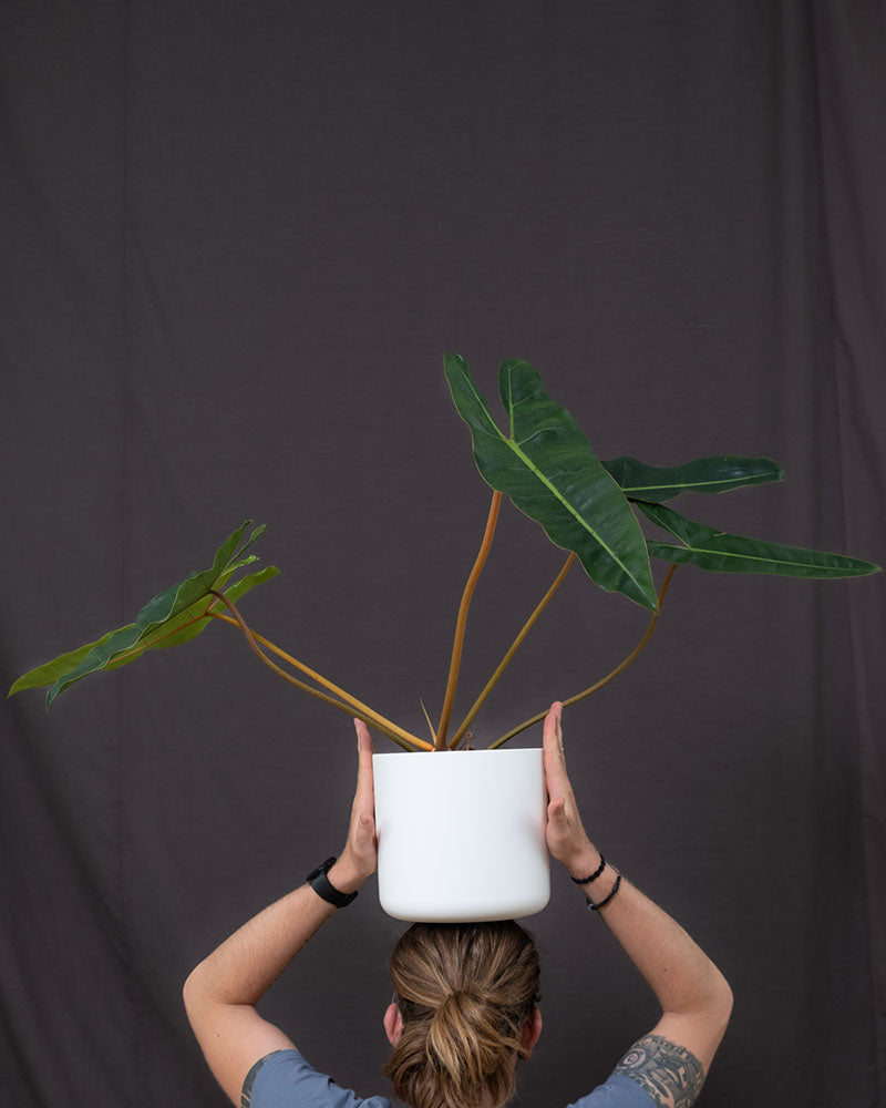 Philodendron billietiae in weissem Übertopf vor dunklem Hintergrund wird von Mann auf Kopf balanciert