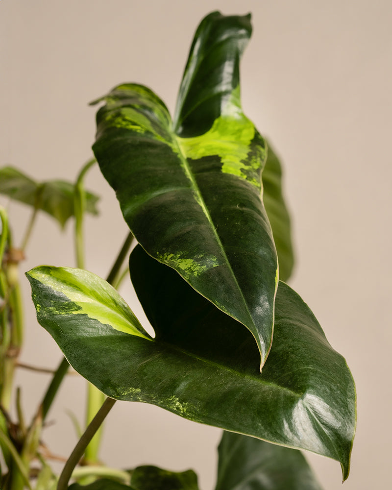 Eine Nahaufnahme des Philodendron burle marx variegata hebt seine großen, glänzenden dunkelgrünen Blätter hervor, die mit einer helleren Panaschierung verziert sind. Die spitzen Enden und die glatte Textur machen ihn zu einer atemberaubenden Ergänzung für jeden Innenraum, in dem die Pflanzenpflege mit einem hochwertigen Wachstumslicht entscheidend ist.