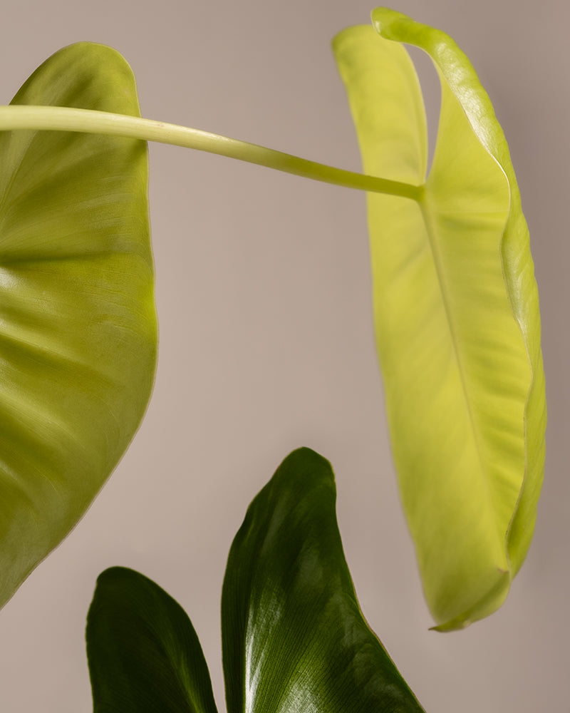 Eine Nahaufnahme hebt zwei längliche, glänzend grüne Blätter eines Philodendron burle marx variegata vor einem neutralen Hintergrund hervor. Das Blatt im Vordergrund erscheint dunkler, während das hellere, leicht durchscheinende Blatt dahinter strukturierte Adern aufweist – was es zu einem idealen Motiv für engagierte Pflanzenpflegeliebhaber macht.