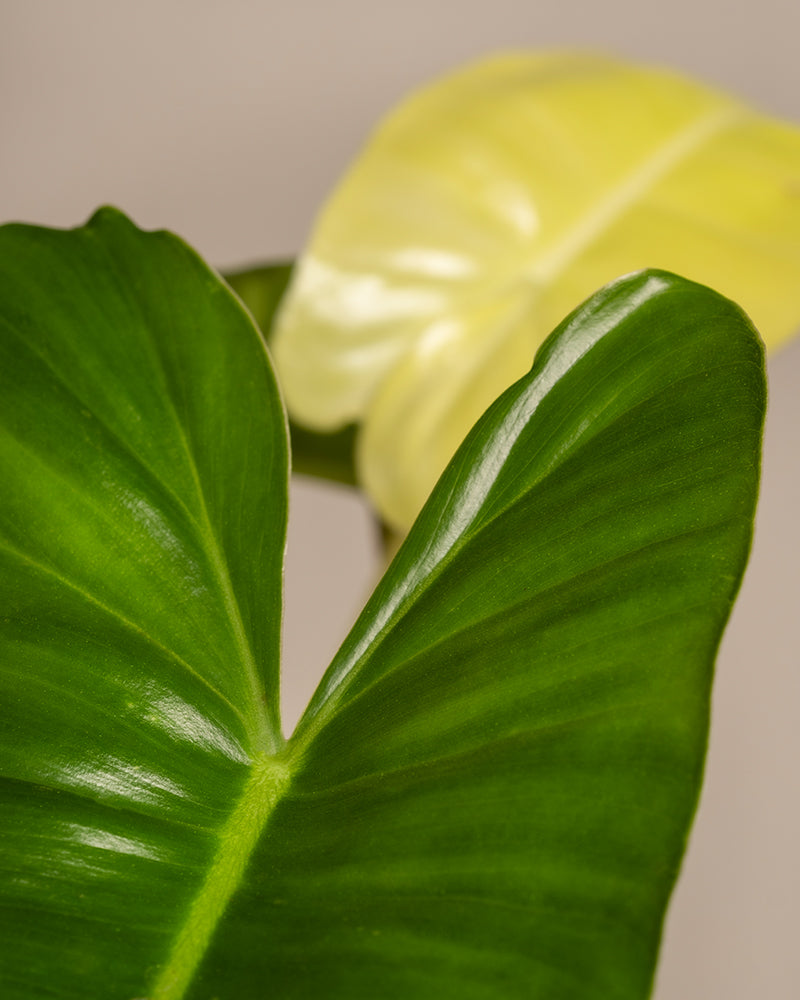 Eine Nahaufnahme zeigt zwei große Blätter mit einzigartiger Textur. Eines, das einem Philodendron burle marx variegata ähnelt, weist einen leuchtenden Grünton mit ausgeprägten Adern auf, während das andere Blatt ein sanftes Gelb hat. Der neutrale Hintergrund hebt die natürlichen Farben und komplizierten Details dieser botanischen Wunder hervor.