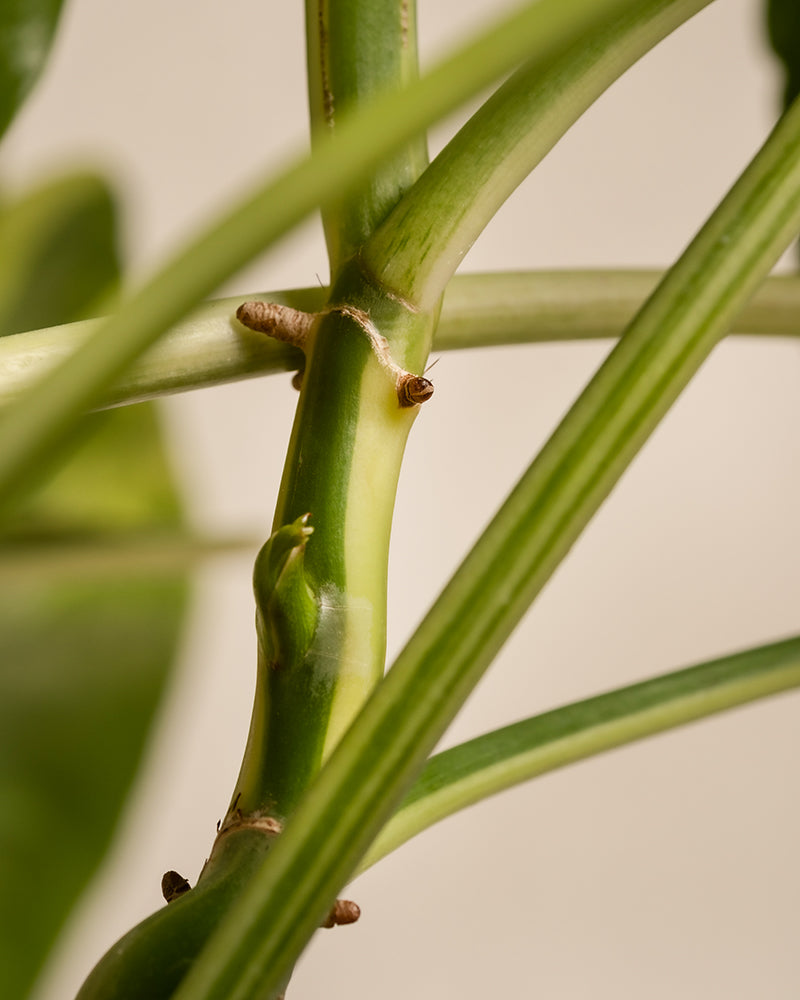 Eine Nahaufnahme des Philodendron burle marx variegata zeigt seinen mit kleinen Knospen und einigen Knoten geschmückten Stiel. Der sanft verschwommene Hintergrund betont die frische, lebendige Farbe des Stiels und seine komplizierten Details und macht ihn perfekt für jeden Pflanzenpflege-Enthusiasten.