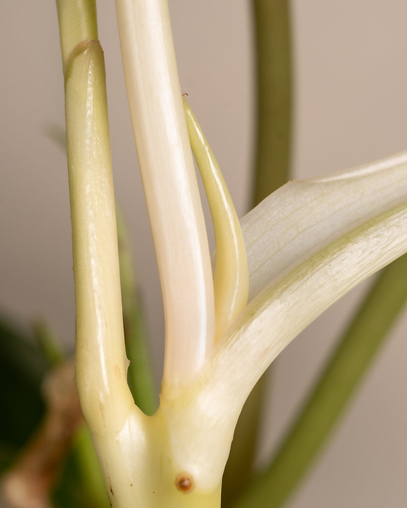 Ein Philodendron burle marx variegata-Stängel zeigt in Nahaufnahme einen neuen, hellgrünen Spross, der aus einem weißen Knoten sprießt, vor einem sanften beigen Hintergrund, der das kräftige Wachstum hervorhebt und ideal ist, um optimale Pflanzenpflege zu präsentieren.