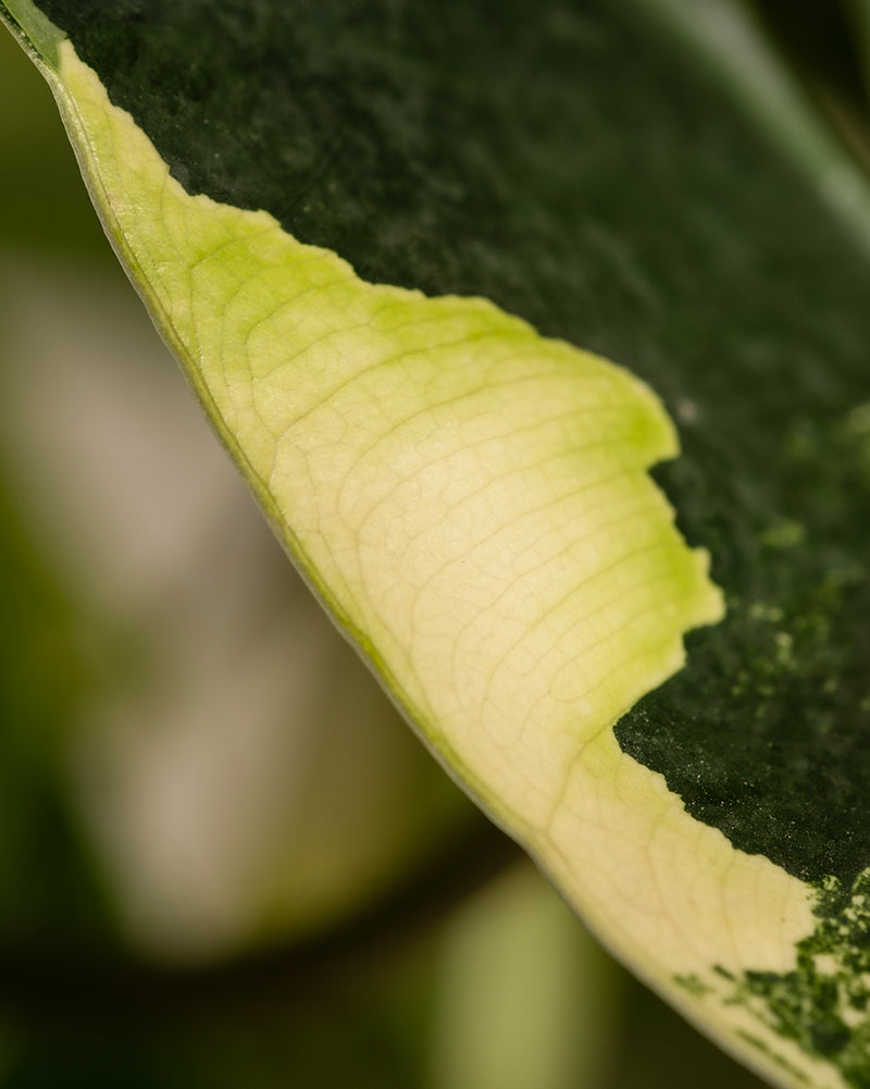 Eine Nahaufnahme des Blattes des Philodendron burle marx variegata zeigt ein auffälliges Muster aus dunkelgrünen, hellgrünen und gelben Bereichen. Die komplizierten Adern und die Textur des Blattes sind deutlich sichtbar und betonen seine einzigartige Farbvariation – ideal, um Ihre Pflanzenpflegeroutine unter einer Pflanzenlampe zu verbessern.