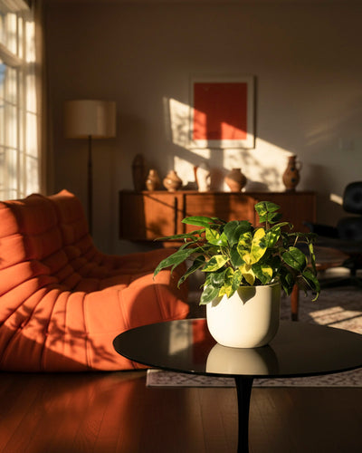 Ein sonnendurchflutetes Wohnzimmer mit einem modernen orangefarbenen Loungesessel, einem runden schwarzen Couchtisch mit dem Philodendron 'Burle Marx' variegata - feey und einem hölzernen Sideboard mit Dekor. Das warme Licht wirft sanfte Schatten in den Raum.