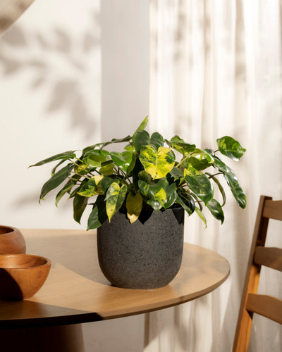 Der Philodendron 'Burle Marx' variegata - feey, mit auffallend grünen und gelben Blättern, steht in einem Topf auf einem runden Holztisch neben Schalen und einem Stuhl, der durch einen durchsichtigen Vorhang in Sonnenlicht getaucht ist.