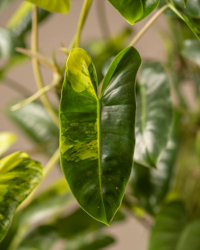 Eine Nahaufnahme eines Blattes des Philodendron burle marx variegata hebt seine Herzform und glänzende Textur hervor. Es weist eine seltene gelbe und hellgrüne Panaschierung auf, die sich von verschwommenen Blättern und Stängeln abhebt und so eine elegante Szene für Pflanzenliebhaber schafft.