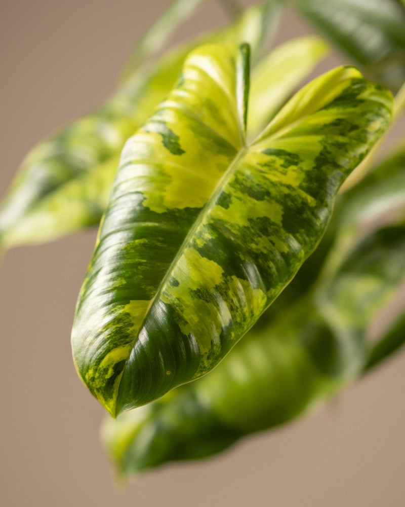 Nahaufnahme eines Philodendron burle marx variegata-Blattes, das seine grünen und gelben Muster hervorhebt. Der weiche Hintergrund betont seine glänzende Textur und seine leuchtenden Farben und macht diese Rarität zu einer auffälligen Ergänzung für jede Pflanzenpflege-Sammlung.