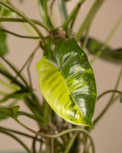 Eine Nahaufnahme des Blattes des Philodendron burle marx variegata zeigt seine glänzend grüne Oberfläche mit auffälliger gelber Panaschierung und ausgeprägten Adern und ergibt eine atemberaubende Rarität vor einem sanft verschwommenen Hintergrund.