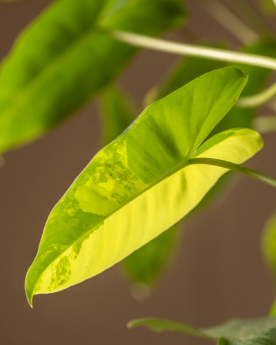 Eine Nahaufnahme eines grünen Blattes mit bunten Mustern, das stark an Philodendron burle marx variegata erinnert, hebt verschiedene Grüntöne hervor. Seine sanfte Kurve hebt sich elegant von einem unscharfen Hintergrund ab und betont die Textur dieser seltenen botanischen Schönheit.