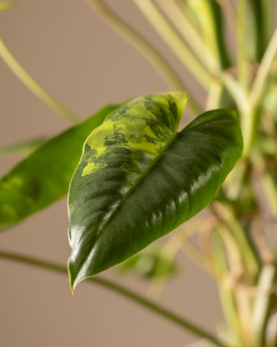 Eine Nahaufnahme eines Blattes von Philodendron burle marx variegata zeigt bunte gelbe Flecken. Diese seltene Pflanze zeichnet sich durch eine glänzende Textur und markante Adern vor einem unscharfen Hintergrund aus, wobei dünne Stiele und zusätzliche Blätter sichtbar sind, was für außergewöhnliche Pflanzenpflege sorgt.