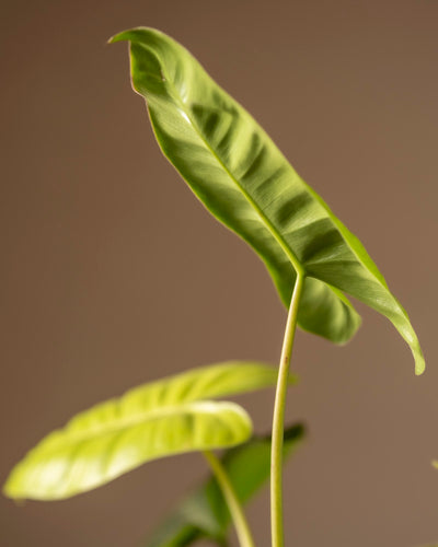 Eine Nahaufnahme großer, grüner Blätter des Philodendron burle Marx variegata mit markanten Adern vor einem weichen braunen Hintergrund hebt ihre lebendige Farbe und Textur hervor. Das Hauptblatt steht aufrecht, betont Ruhe und zeigt Ihre außergewöhnlichen Pflegefähigkeiten.