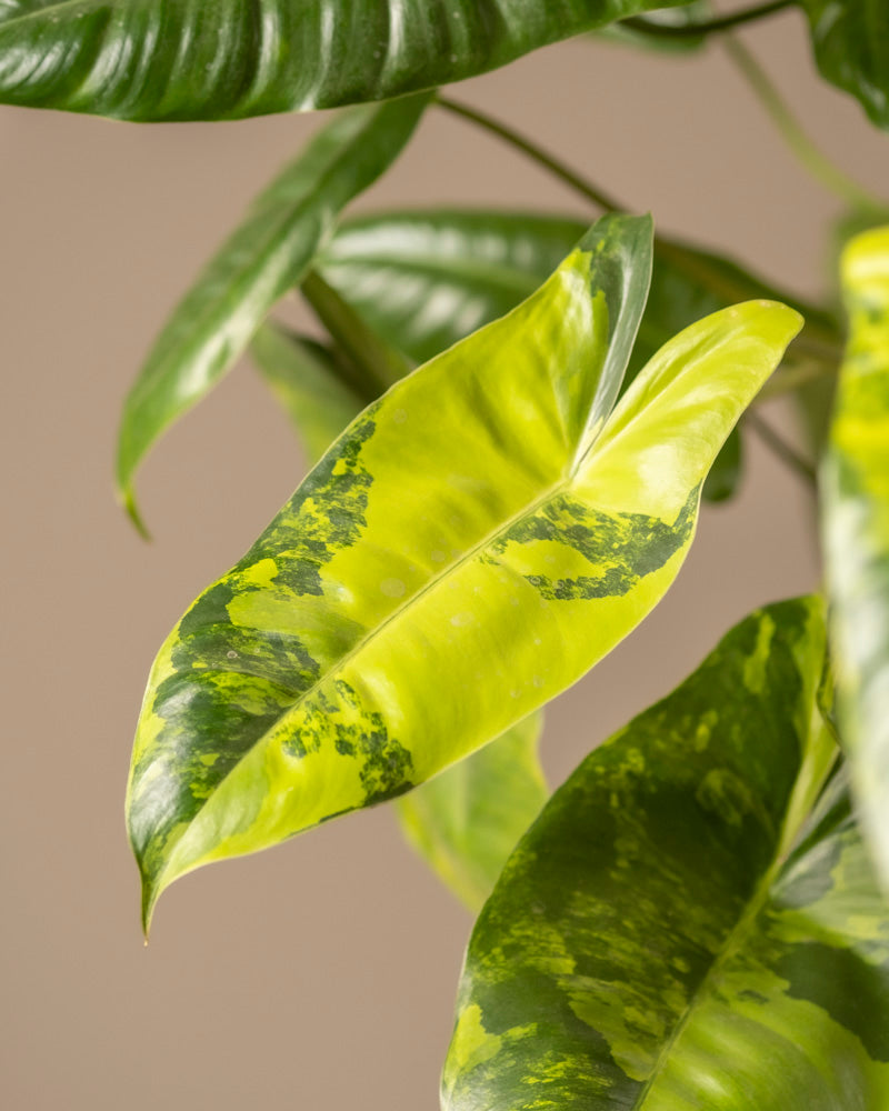 Nahaufnahme eines Blattes des Philodendron burle marx variegata, das seine einzigartigen grünen und gelben Farbtöne zeigt. Die glänzenden, länglichen Blätter weisen gesprenkelte grüne Flecken auf, im Hintergrund sind weitere Blätter mit diesem Muster zu sehen.