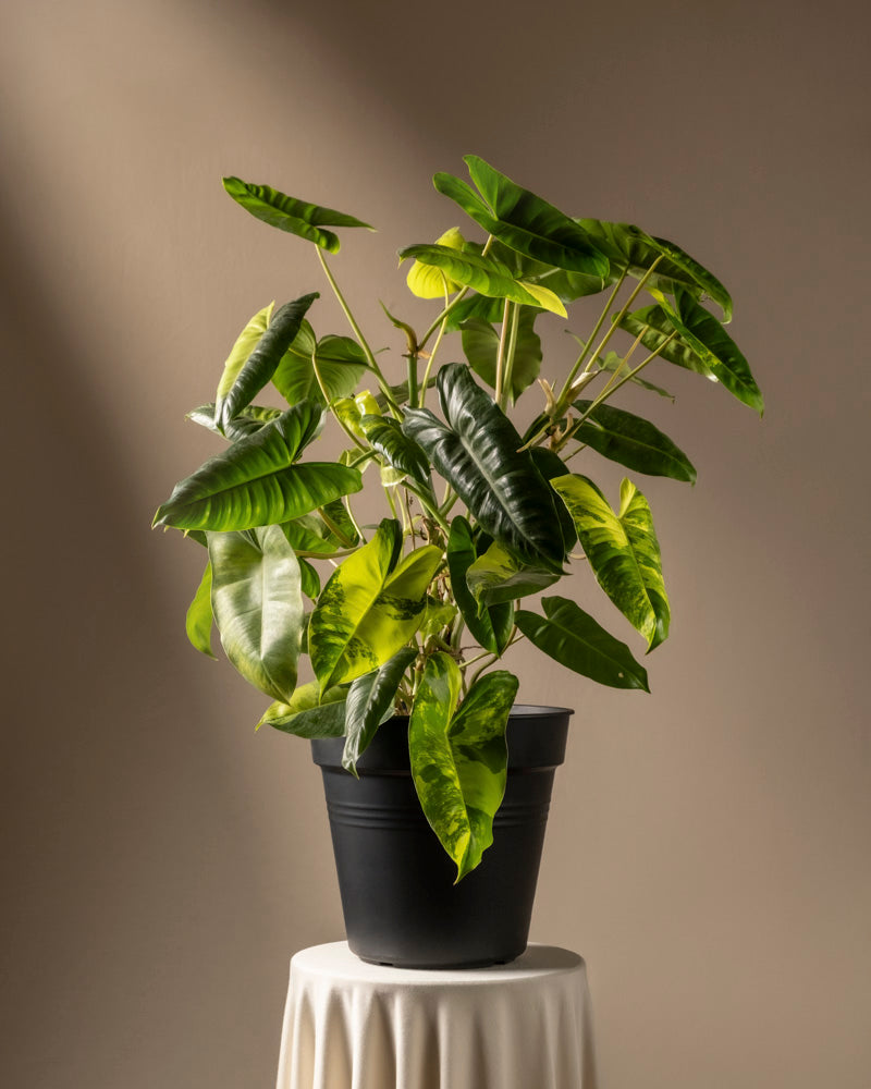 Ein seltener Philodendron burle marx variegata mit üppigen, glänzenden Blättern steht auf einem weiß drapierten Sockel. Vor einem warmen beigen Hintergrund mit sanfter Beleuchtung ist er ein ideales Herzstück für Pflanzenpflege-Enthusiasten.