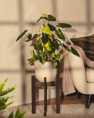 Mit seinen großen, glänzend grünen Blättern ruht der Philodendron burle marx variegata elegant auf einem modernen schwarzen Ständer. Er ist eine ideale Wahl für Pflanzenpflege-Enthusiasten und ergänzt das beige Sofa mit einem braunen Kissen und einer rosa Decke wunderbar. Sonnenlicht strömt durch das Fenster und erzeugt bezaubernde Schatten.