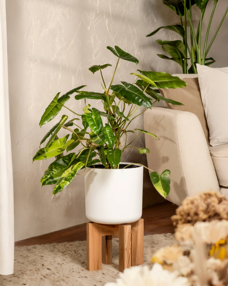 Ein Philodendron burle marx variegata in einem weißen Topf sitzt elegant auf einem Holzständer neben einem beigen Sofa. Die hellen Wände und das gemütliche Ambiente rücken diese seltene Pflanze ins Rampenlicht, ergänzt durch einen weichen Teppich und Trockenblumen im Vordergrund, die exquisite Pflanzenpflege zur Schau stellen.