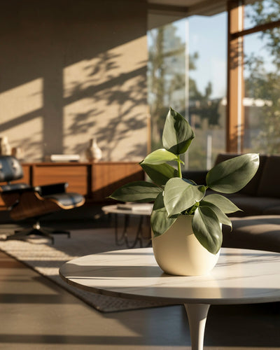 Ein Philodendron hastatum - feey mit breiten grünen Blättern steht auf einem runden weißen Tisch in einem modernen, sonnendurchfluteten Wohnzimmer mit großen Fenstern, einem Sofa und Möbeln aus der Mitte des Jahrhunderts im Hintergrund.