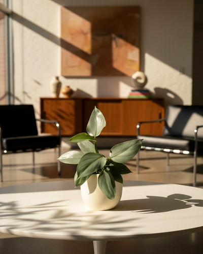 Ein Philodendron hastatum - feey ruht in einem grünen Topf auf einem weißen runden Tisch in einem modernen Wohnzimmer mit schwarzen Stühlen, einem hölzernen Sideboard und abstrakter Kunst und Dekoration im Hintergrund.