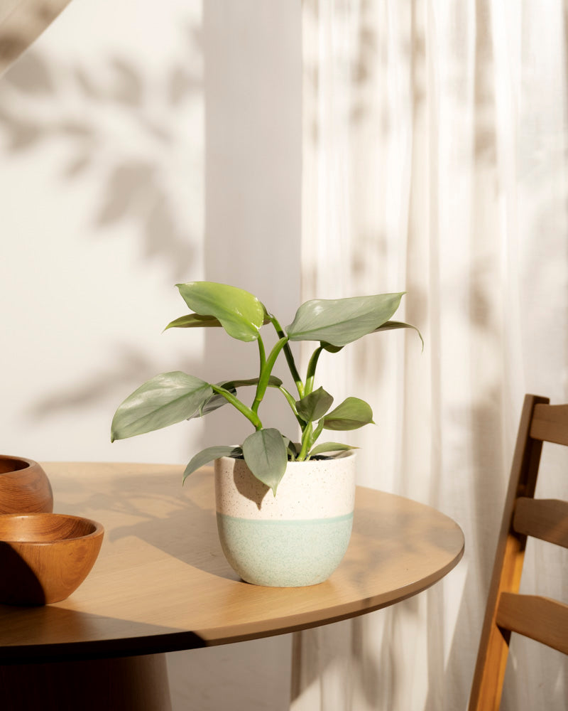 Ein Philodendron hastatum - feey sitzt getopft auf einem runden Holztisch in der Nähe eines Stuhles, das Sonnenlicht fällt ein und wirft Schatten auf einen weißen Vorhang, zwei Holzschalen stehen ebenfalls auf dem Tisch.
