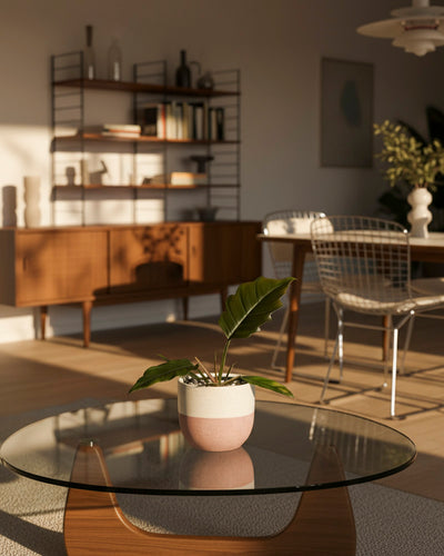 In einem sonnendurchfluteten Wohnzimmer mit modernen Möbeln aus der Mitte des Jahrhunderts stehen ein gläserner Couchtisch mit dem seltenen Philodendron 'Pluto' - ideal für Pflanzensammler - sowie ein hölzernes Sideboard, Esstischstühle aus Draht und Regale mit Büchern und Dekoration im Hintergrund.