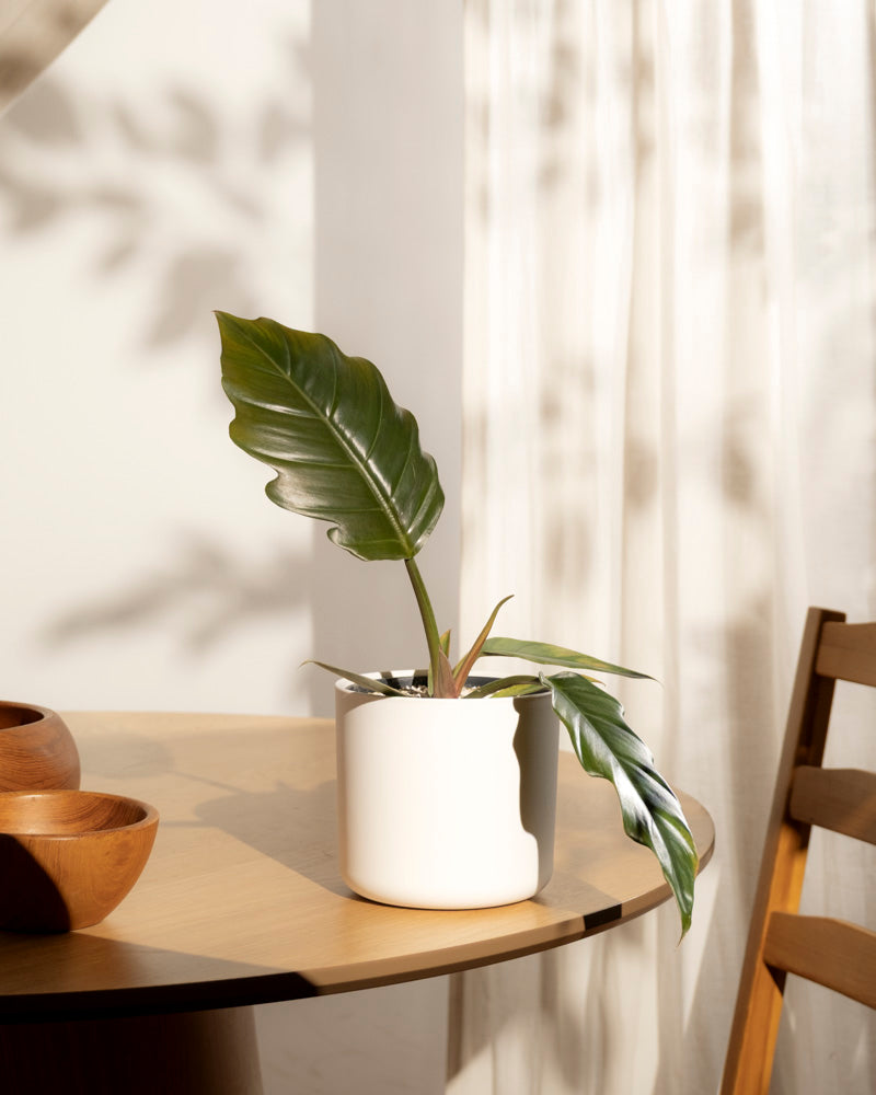 Ein Philodendron 'Pluto' - feey, ein seltener Fund für Pflanzensammler, steht auf einem runden Holztisch neben Schalen und einem Stuhl, während das Sonnenlicht und die Schatten der Blätter über einen Lichtvorhang im Hintergrund tanzen.