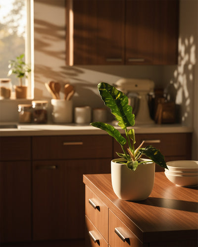 Ein Philodendron 'Ring of Fire' - feey mit auffallend gelber Panaschierung sitzt auf einer hölzernen Kücheninsel im warmen Sonnenlicht, umgeben von braunen Schränken, weißen Arbeitsplatten und Küchenutensilien im gemütlichen Hintergrund.