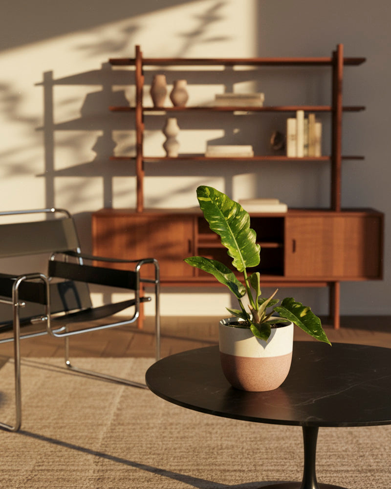 In einem sonnendurchfluteten Wohnzimmer steht ein schwarzer runder Tisch mit dem Philodendron 'Ring of Fire' - feey mit gelber Panaschierung. Im Hintergrund vervollständigen ein moderner schwarzer Stuhl, ein beiger Teppich und Regale mit Büchern und Vasen die gemütliche Szene.